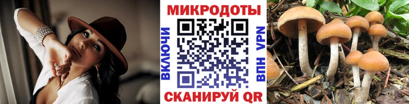 цена   Москва  Псилоцибиновые грибы мицелий 